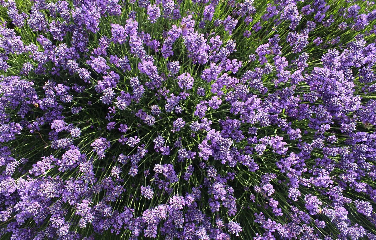 Lavender House The Perfumery