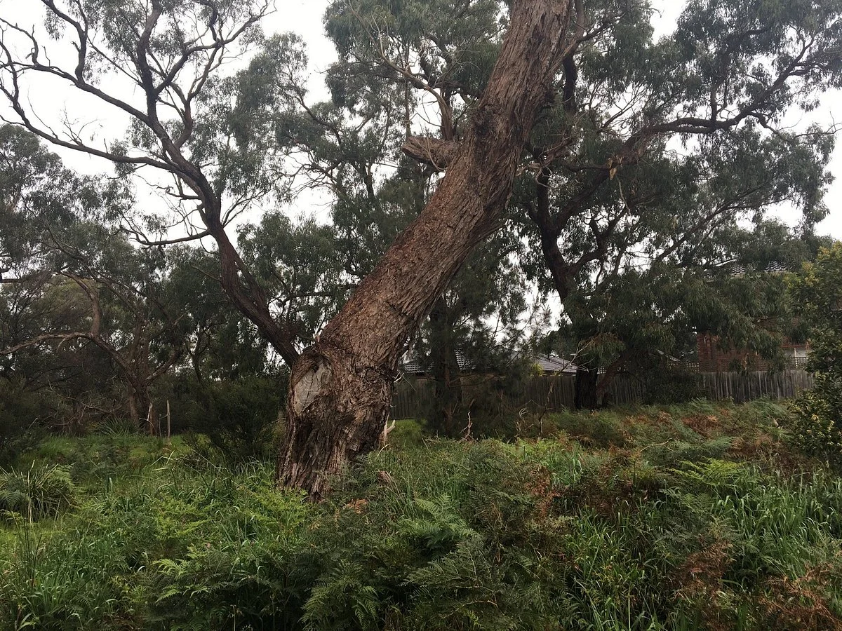 Banjo Rise Reserve