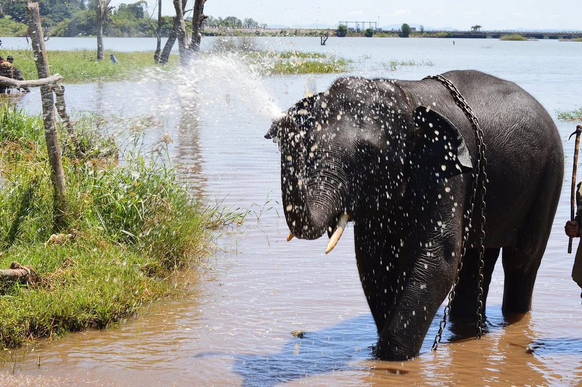 Sakrebailu Elephant Camp
