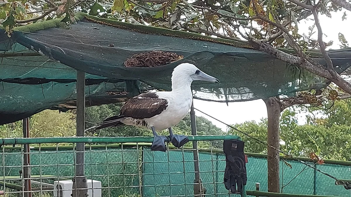 National Park Bird Feeding