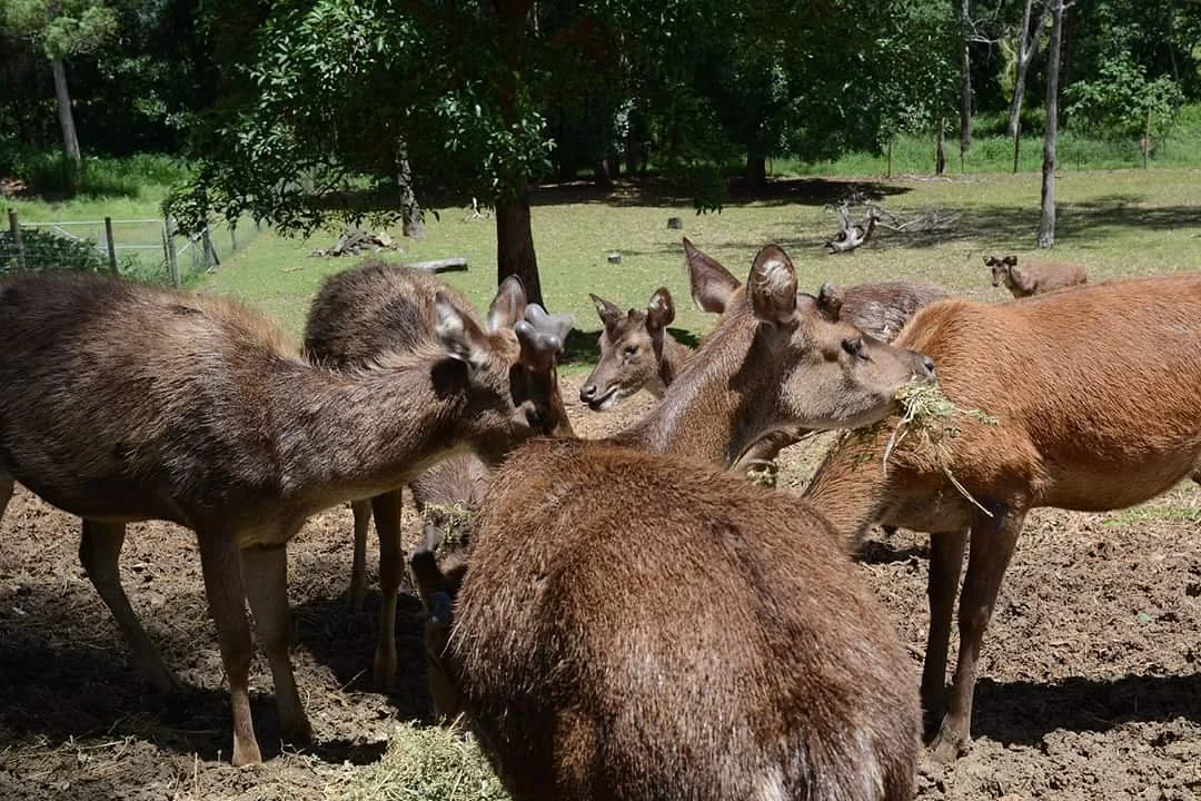 Lyell Deer Sanctuary