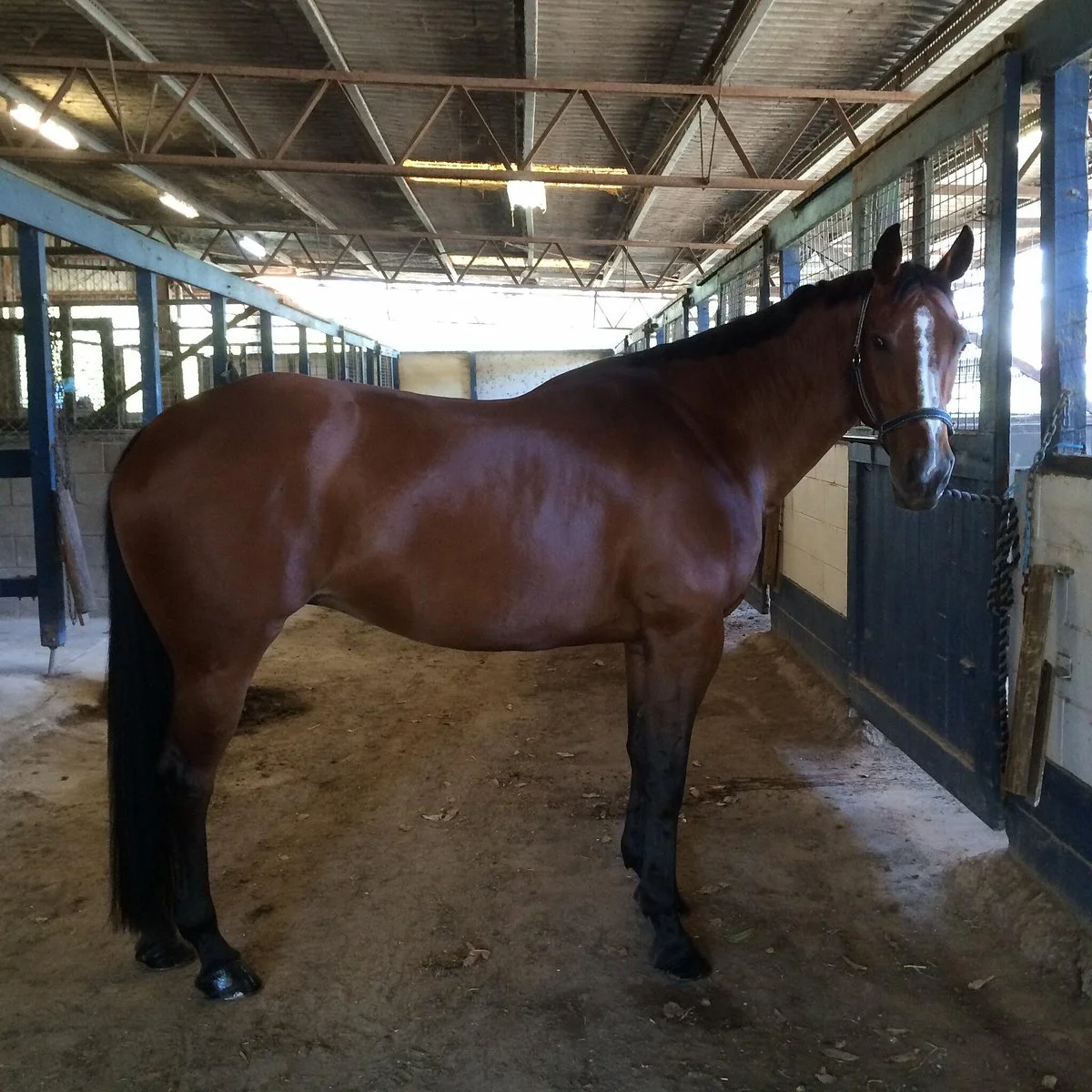 Dalson Park Indoor Equestrian Center