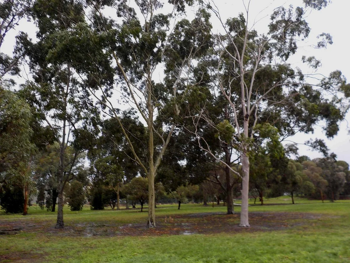 Esslemont Reserve