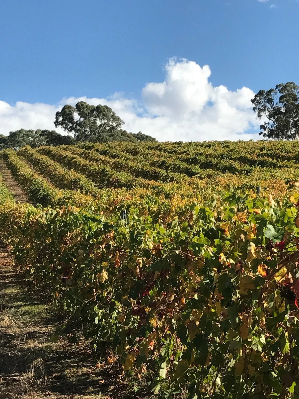 Penna Lane Wines