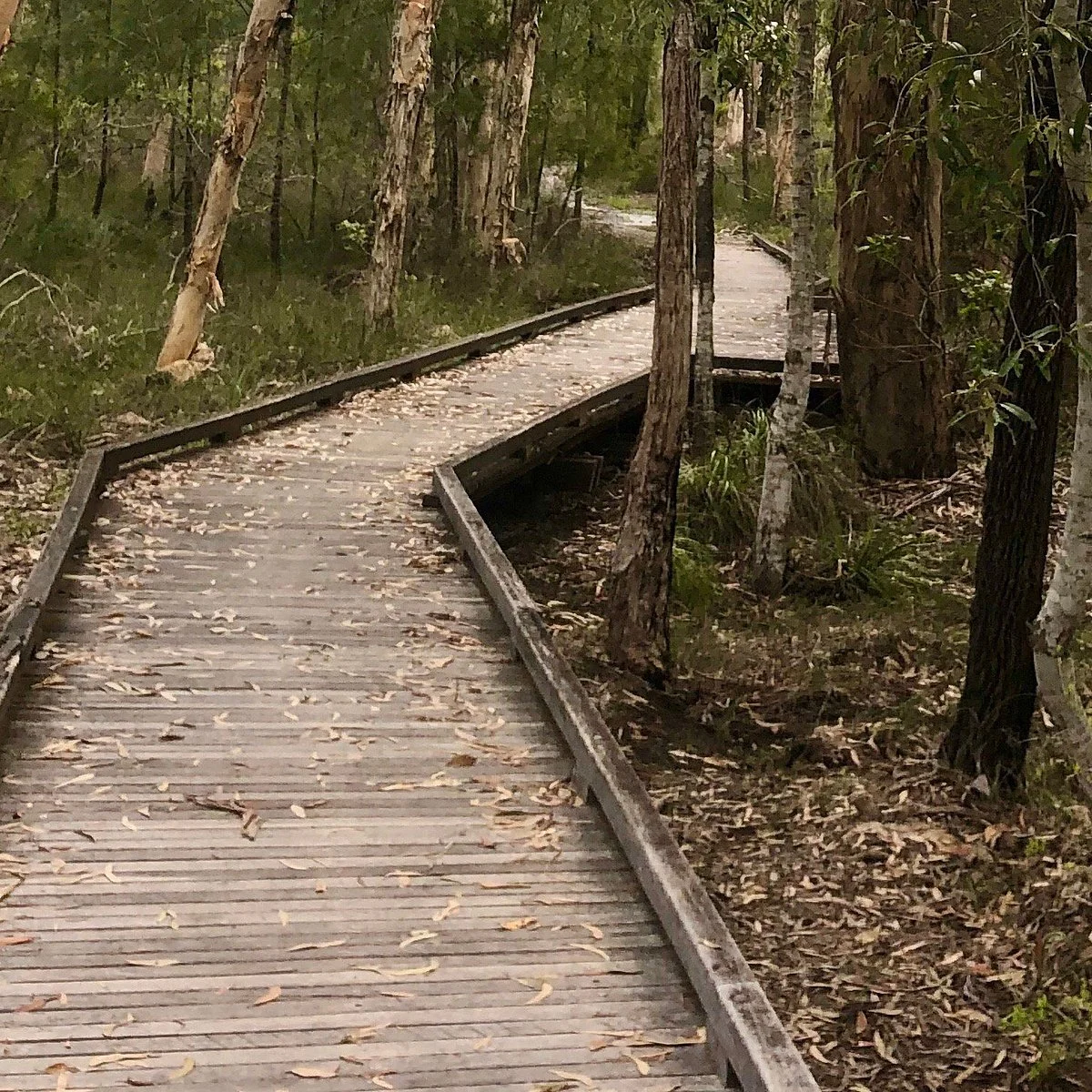 Karawatha Forest Walk