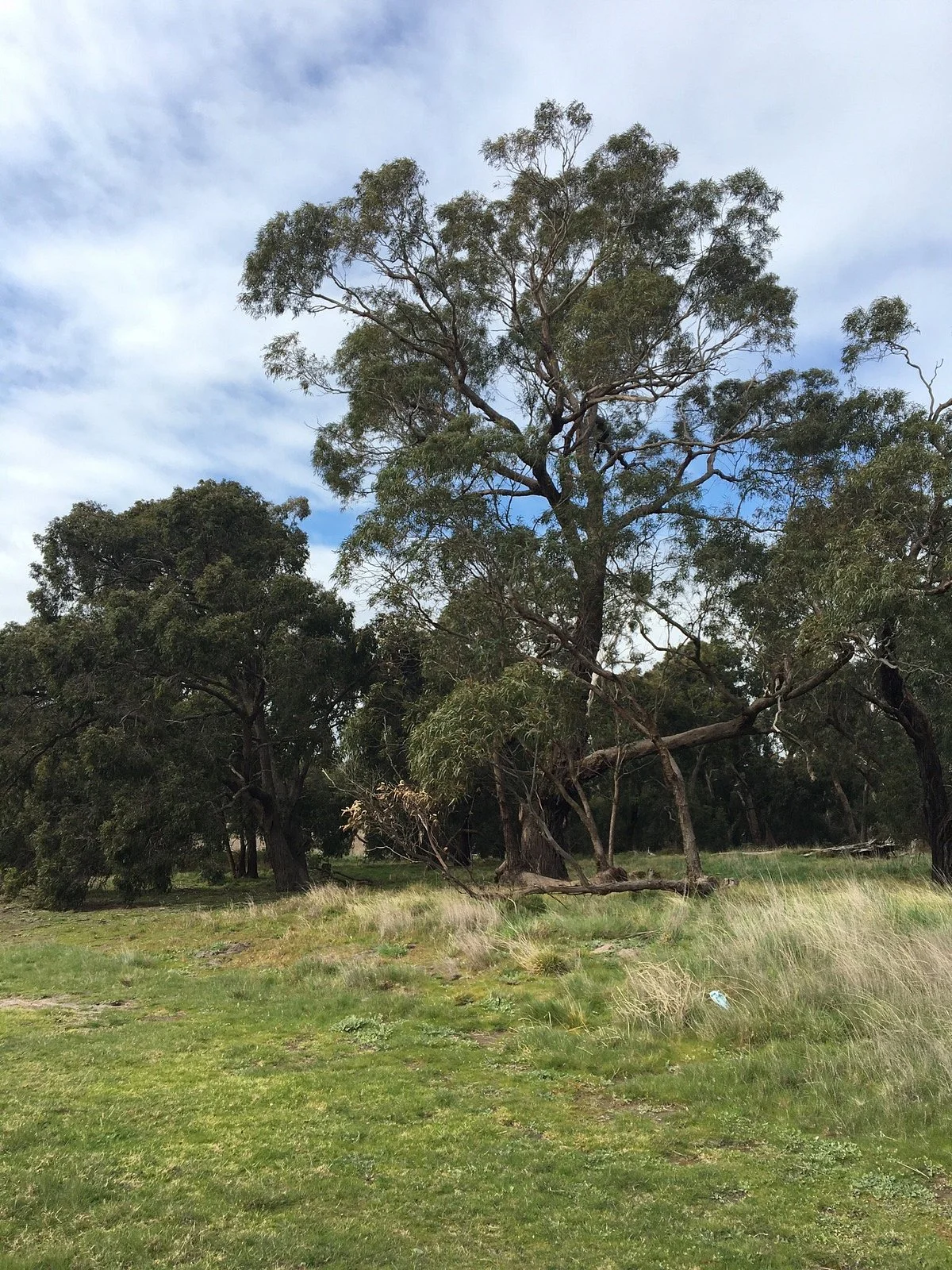 Brookland Greens Nature Reserve