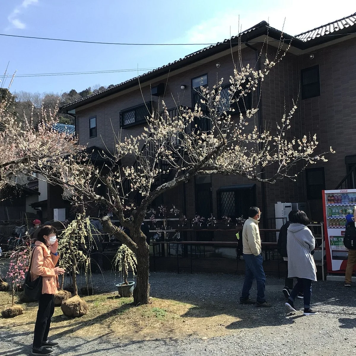 Ogose Ume Matsuri