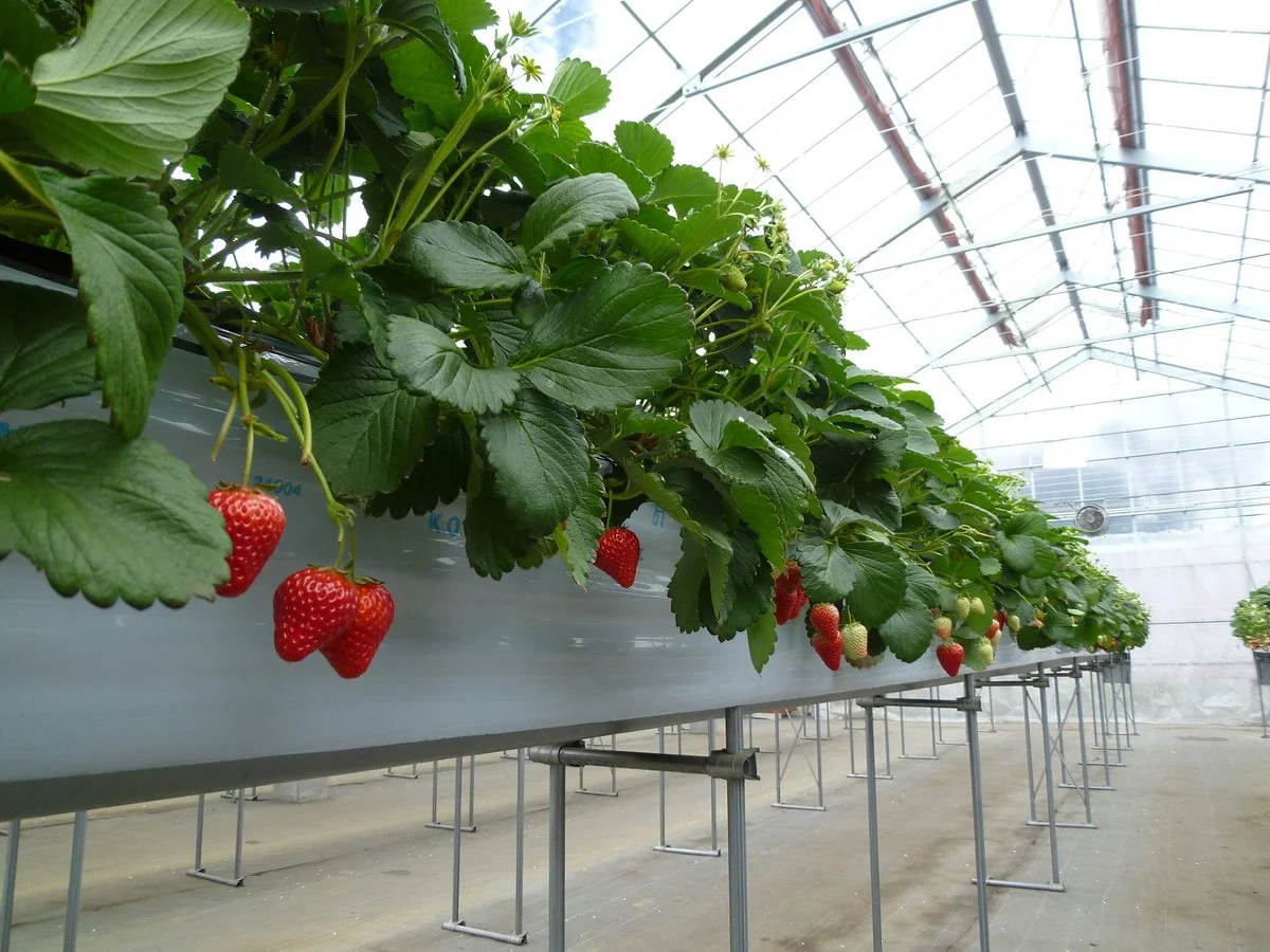 Little K Spring Farm Ichigoen