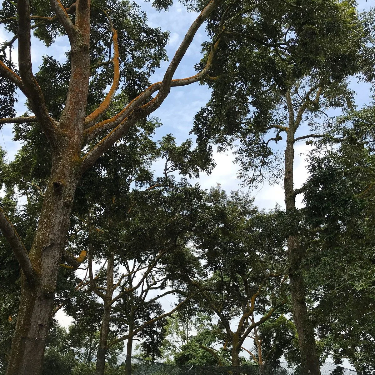 Zhong Cheng Durian Farm
