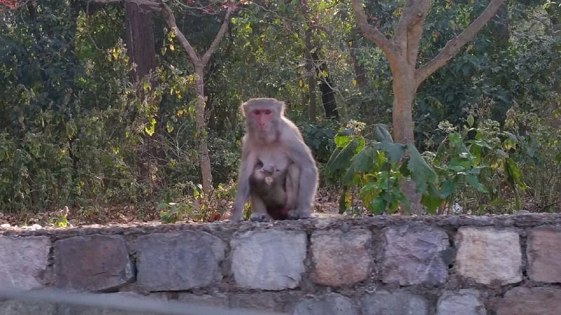 Kalesar National Park