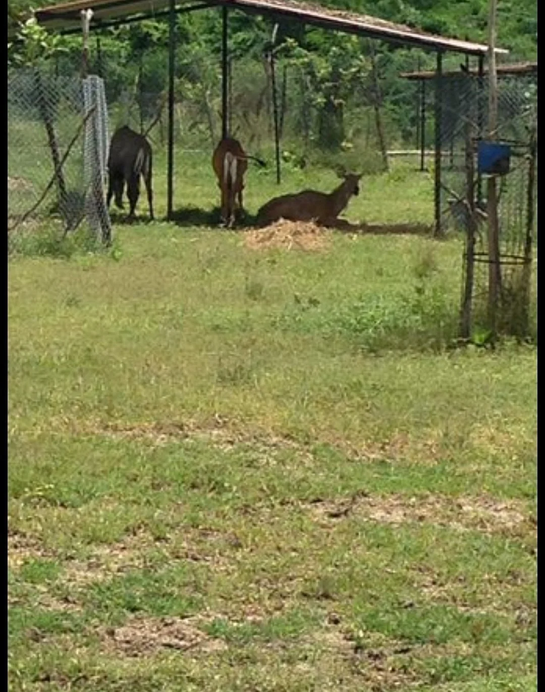 Mini zoo