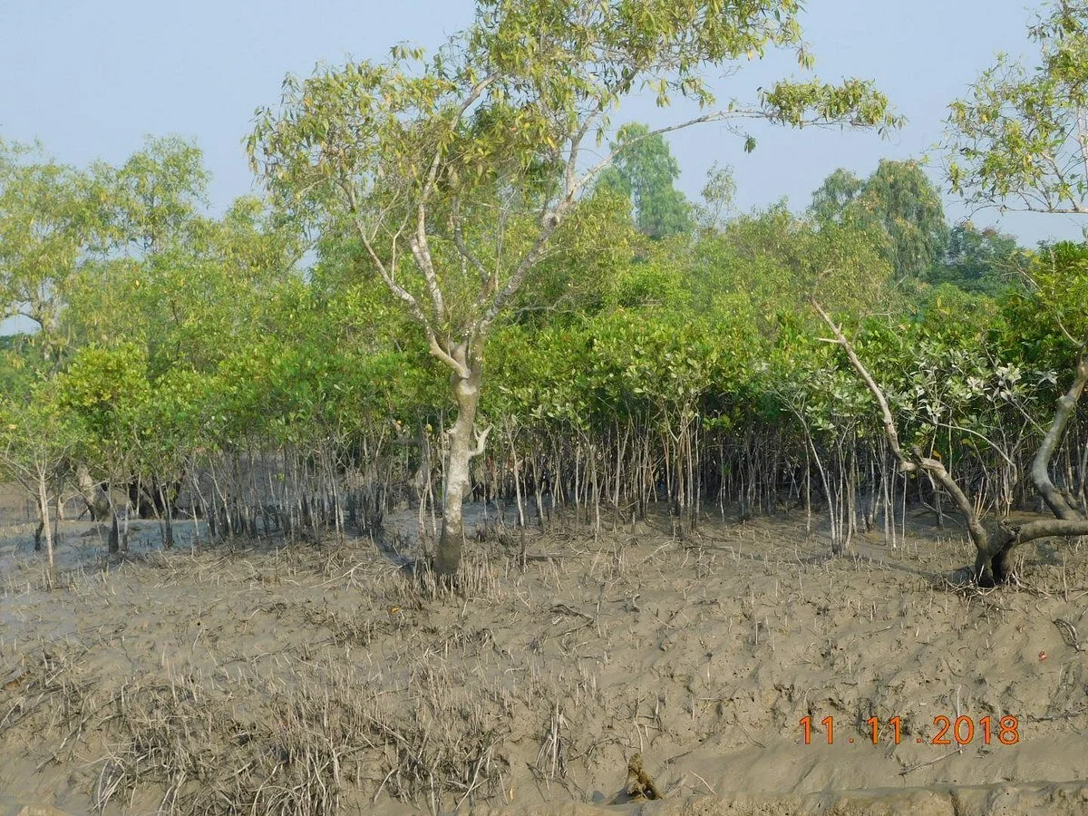 Mangrove Eco Garden