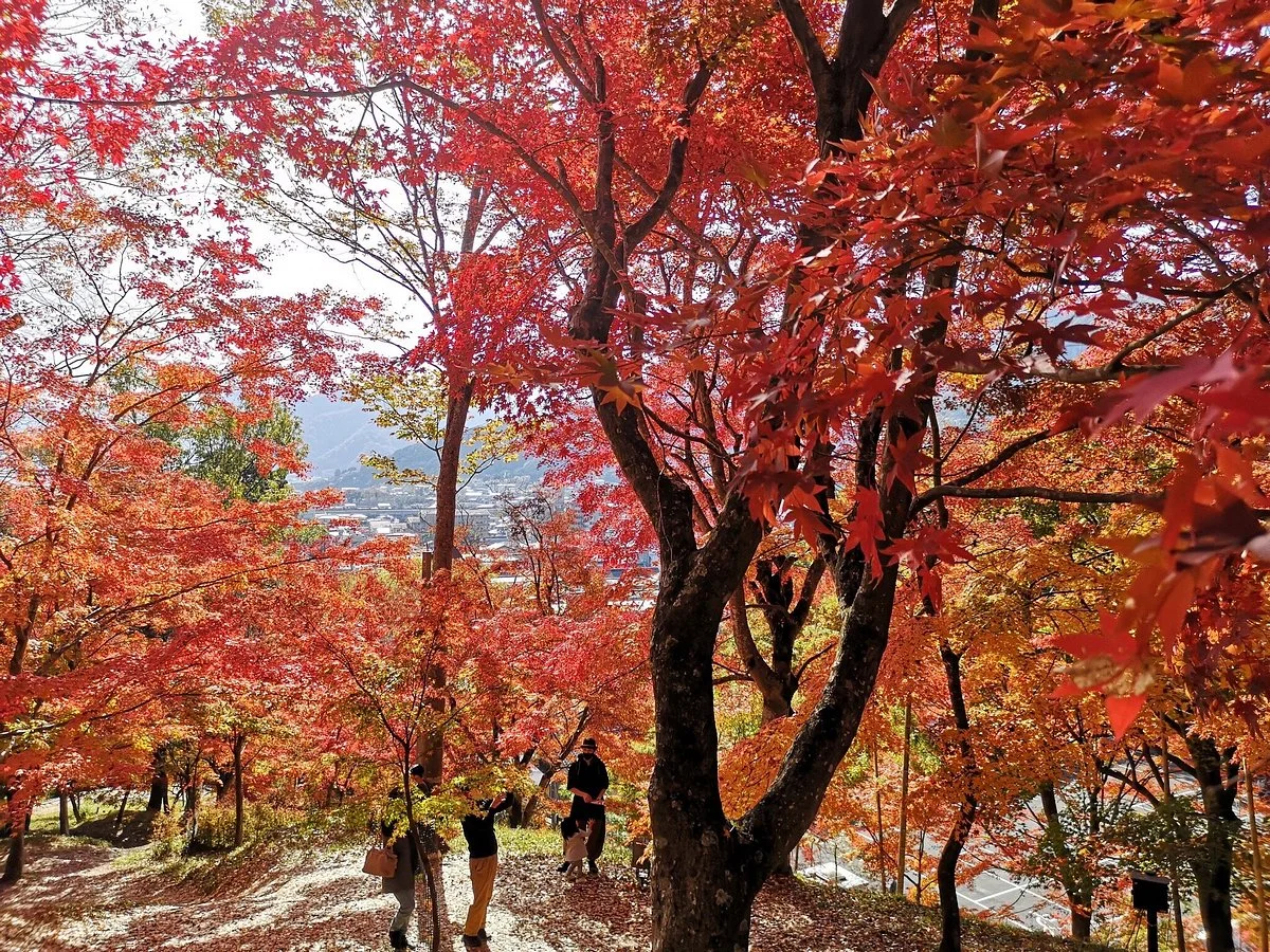 Saijosan Park Momiji Yama
