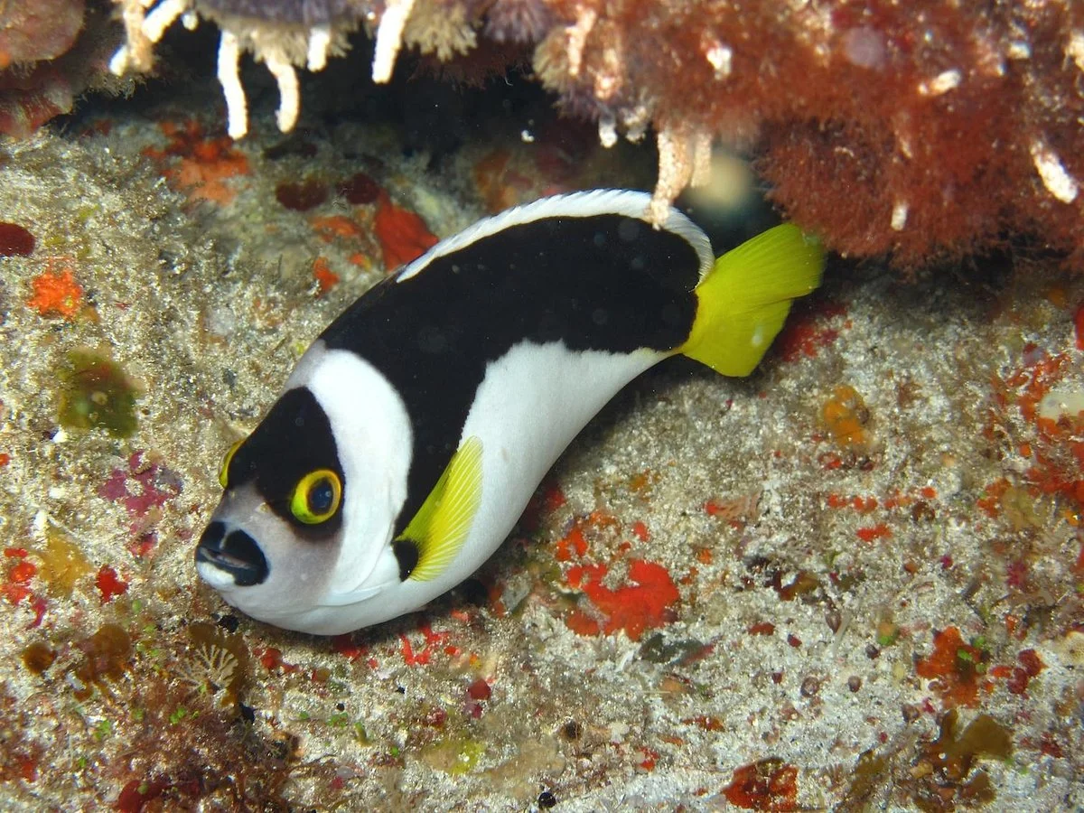 Howea Divers