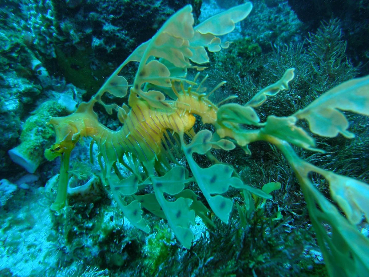 Bremer Bay Dive