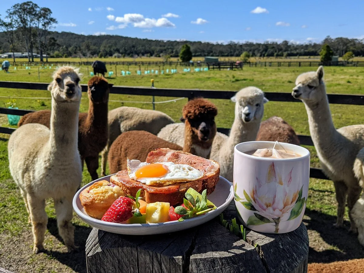 Iris Lodge Alpacas