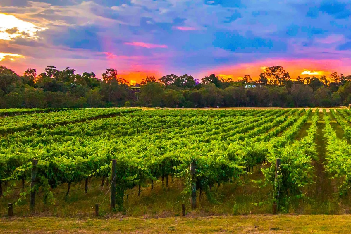 Entopia Wines