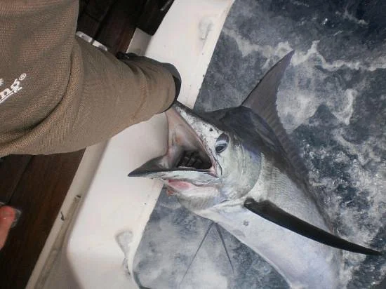Wild Blue Fishing Charters