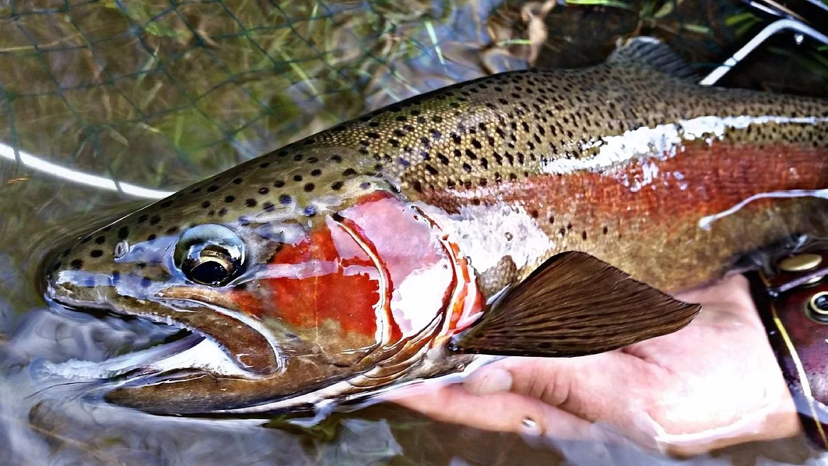 Wiltons World of Fly Fishing