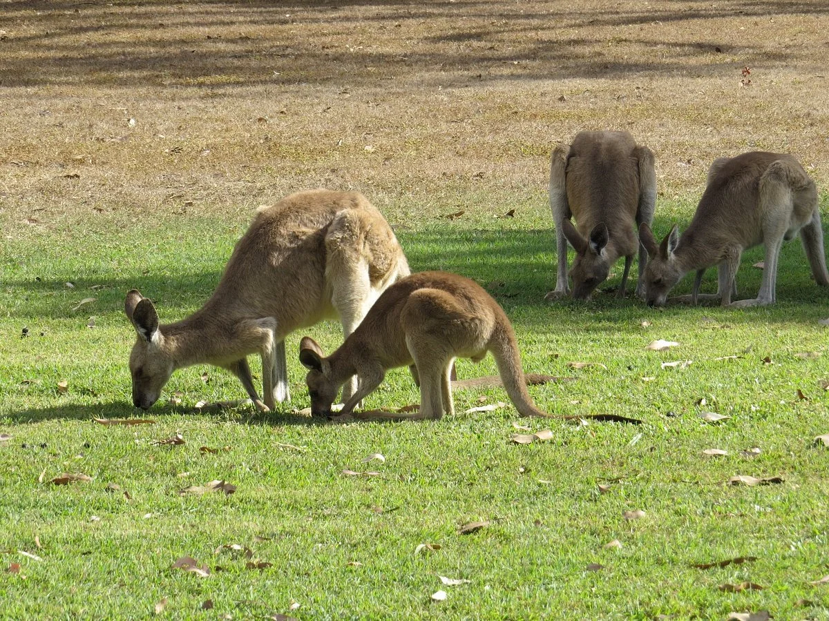 Mareeba Golf Club