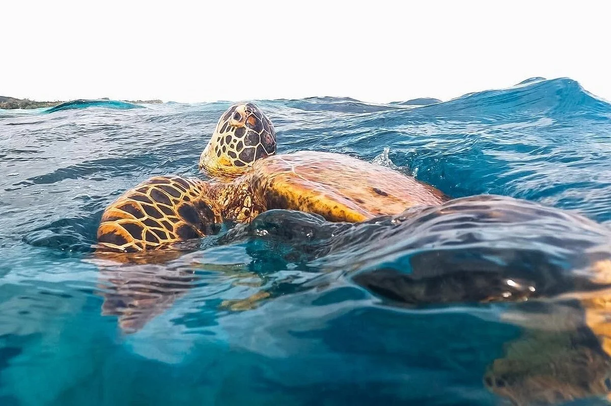 Ocean Toa Cook Islands