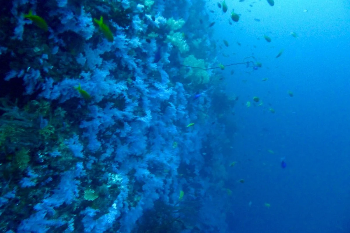 The Great White Wall