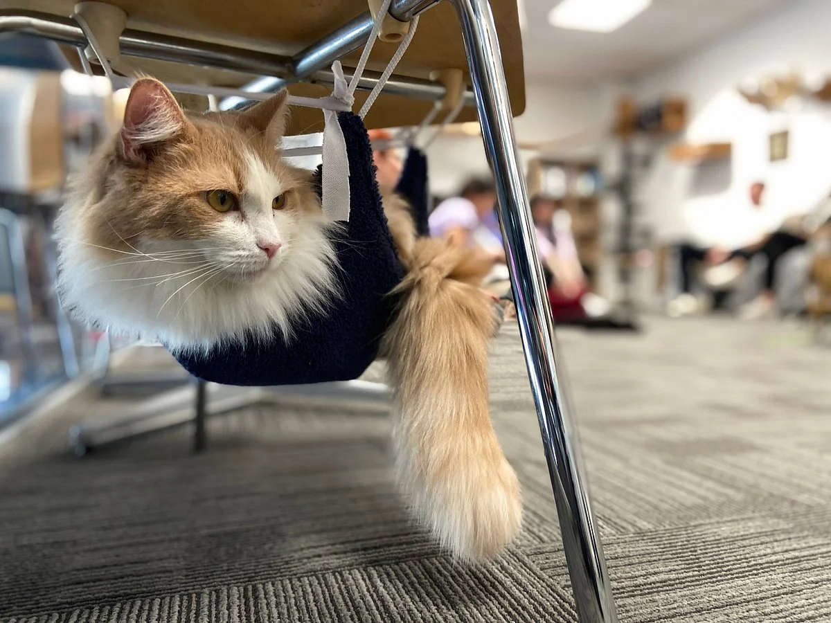 Neko Ngeru Cat Cafe