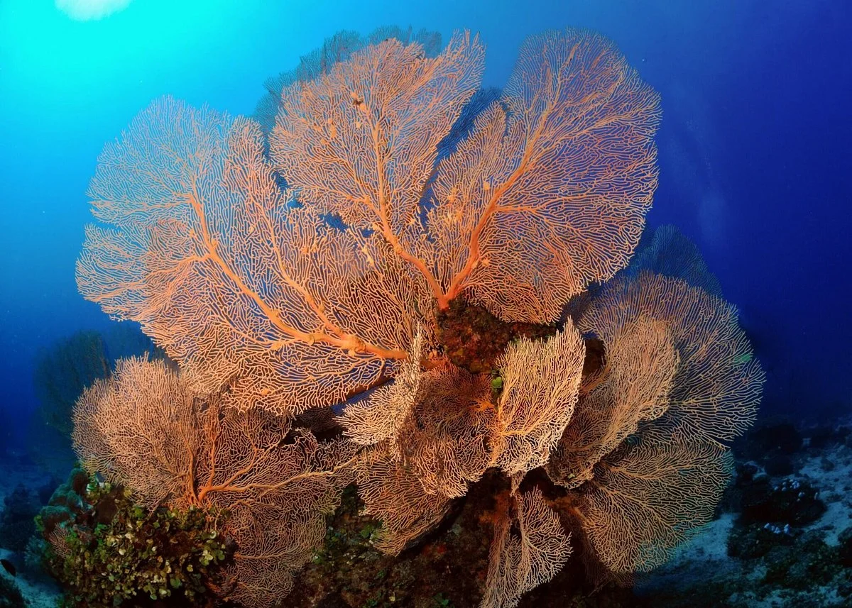 Dive Savusavu Fiji