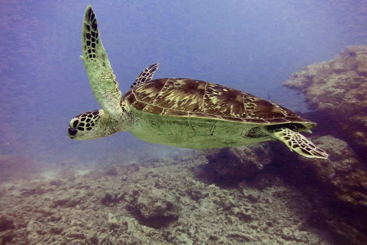 Deep Blue Diving - Fiji
