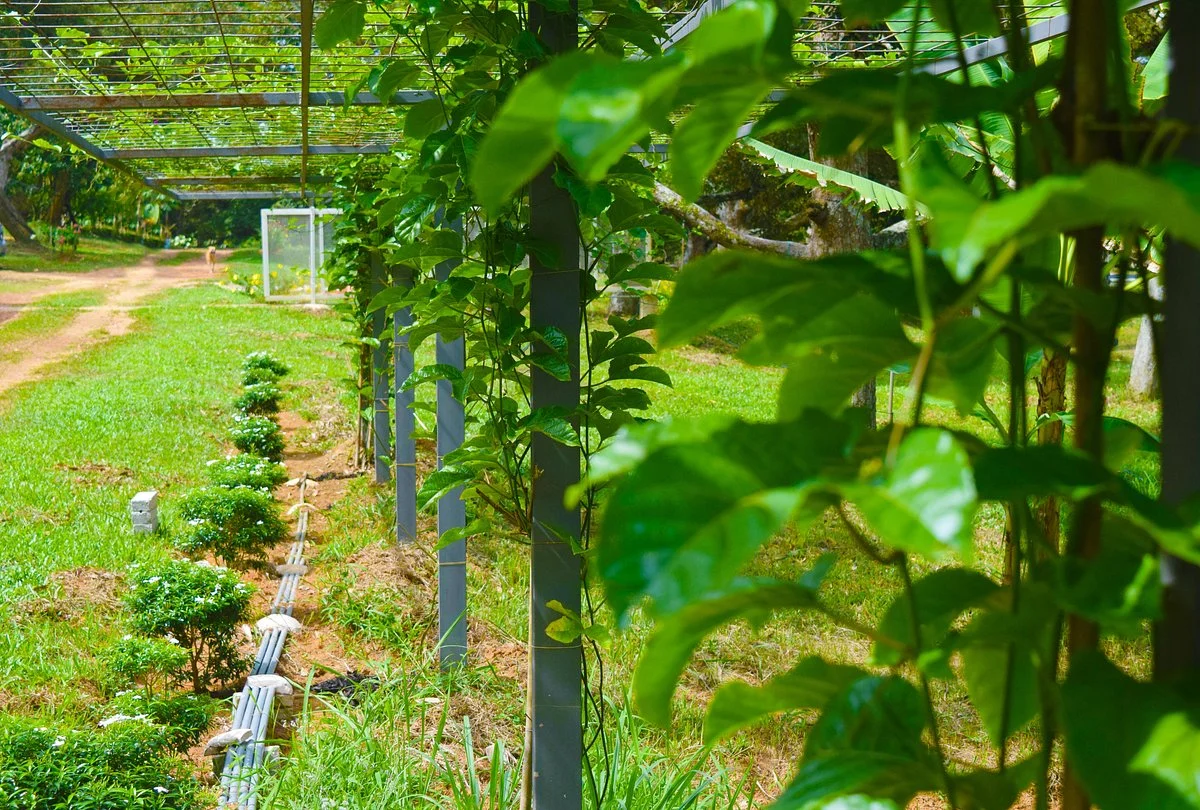 Gapam Eco Farm