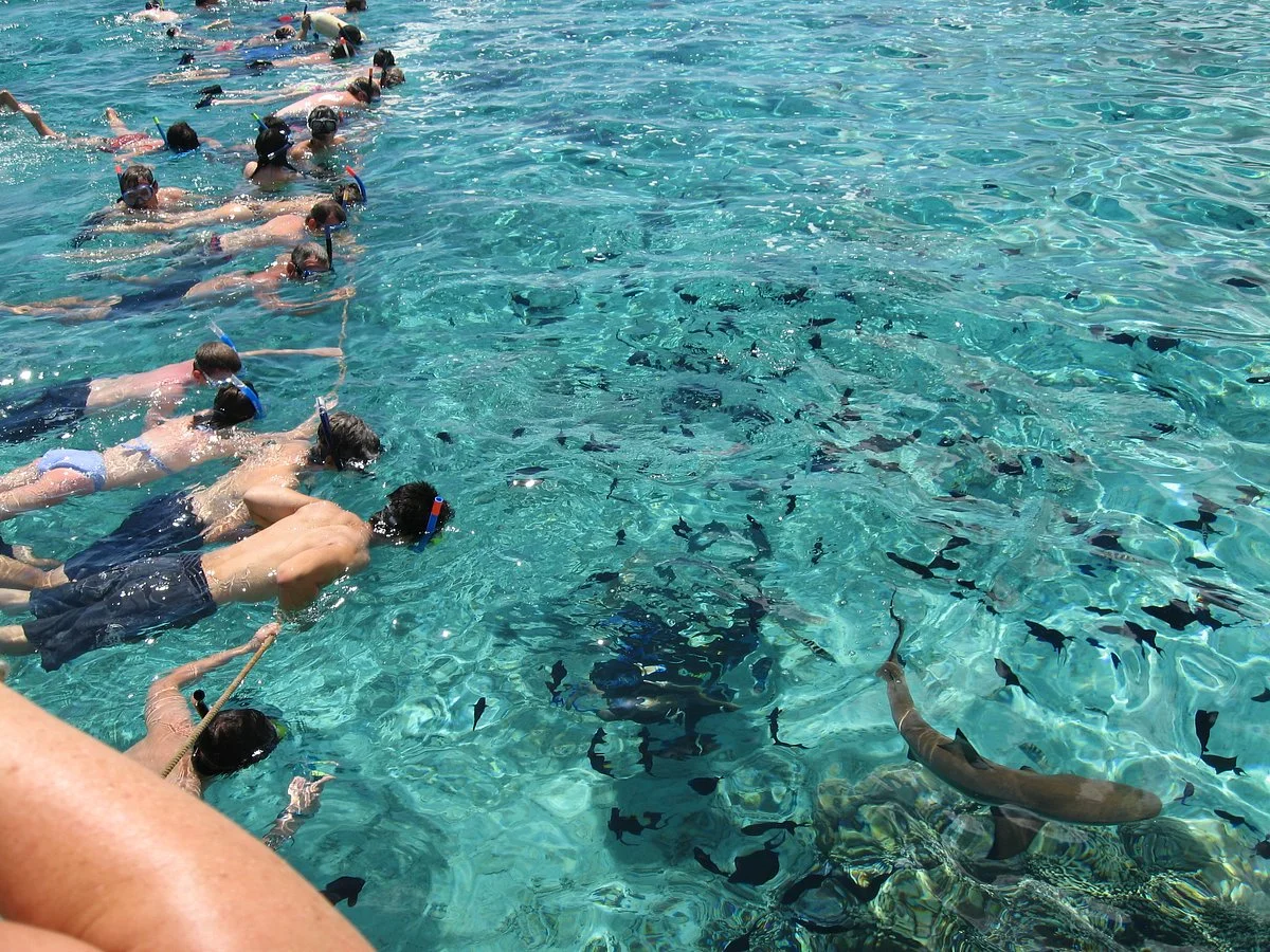 Liki Tiki Motu Picnic
