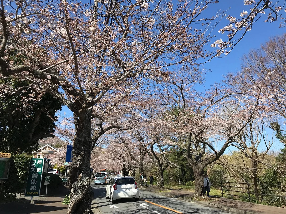 Izu Kogen Cherry Blossom Festival