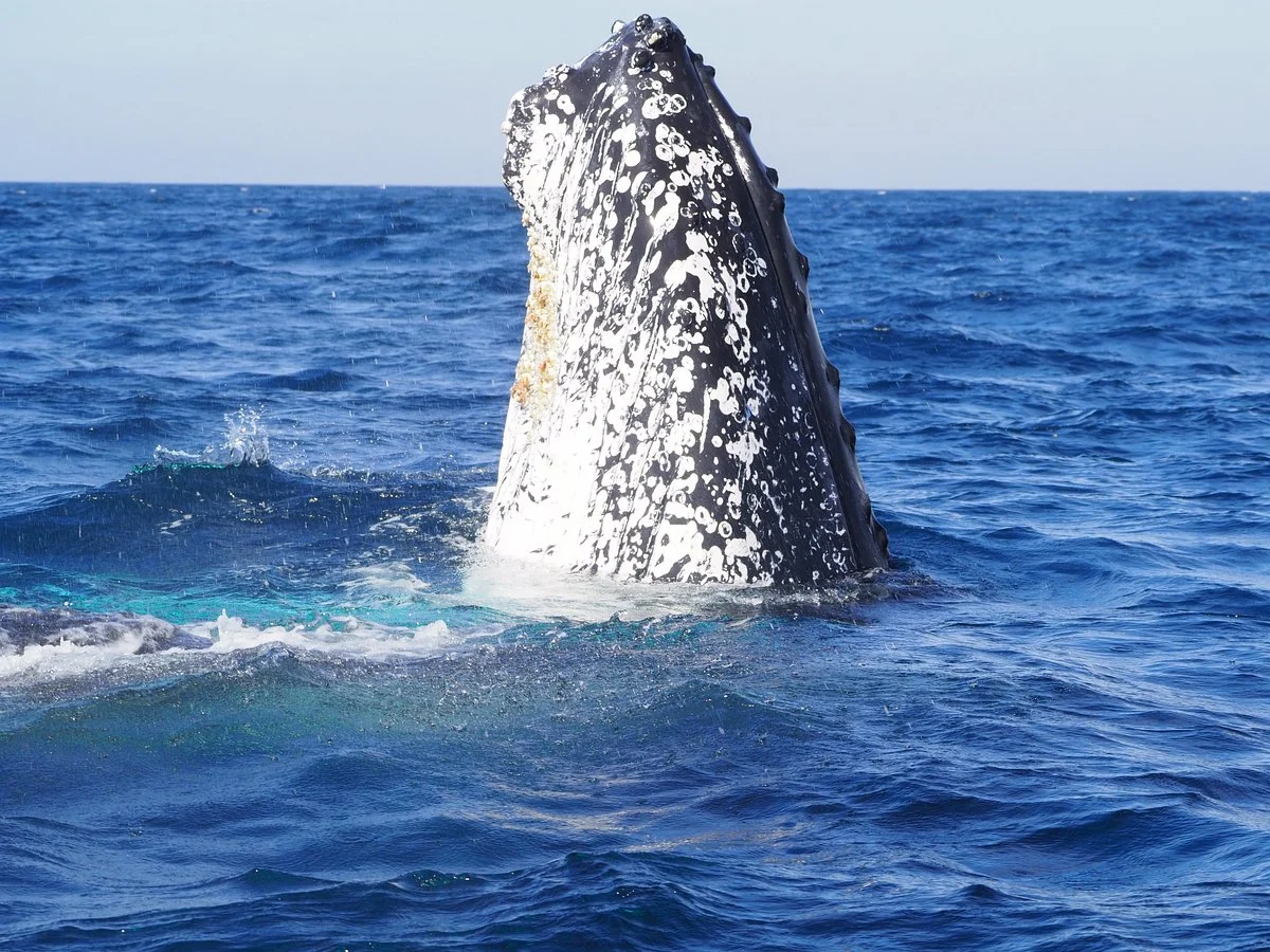 Tweed Gold Coast Dive Charters
