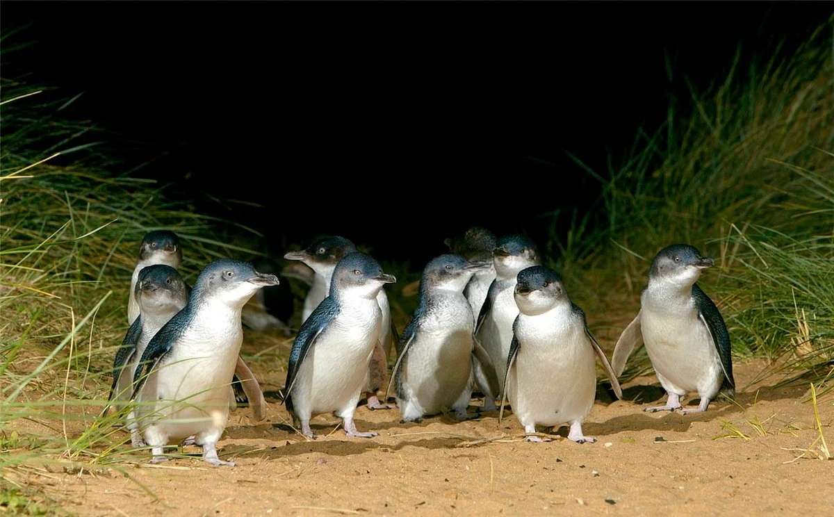 Penguin Island Tours