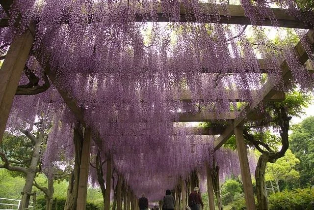Omishima Fuji Park