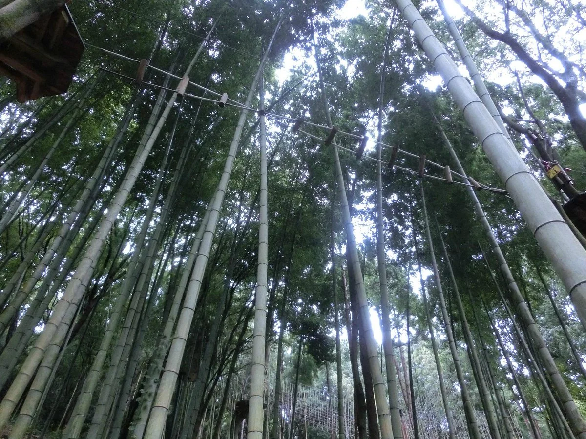 Forest Adventure Ohira