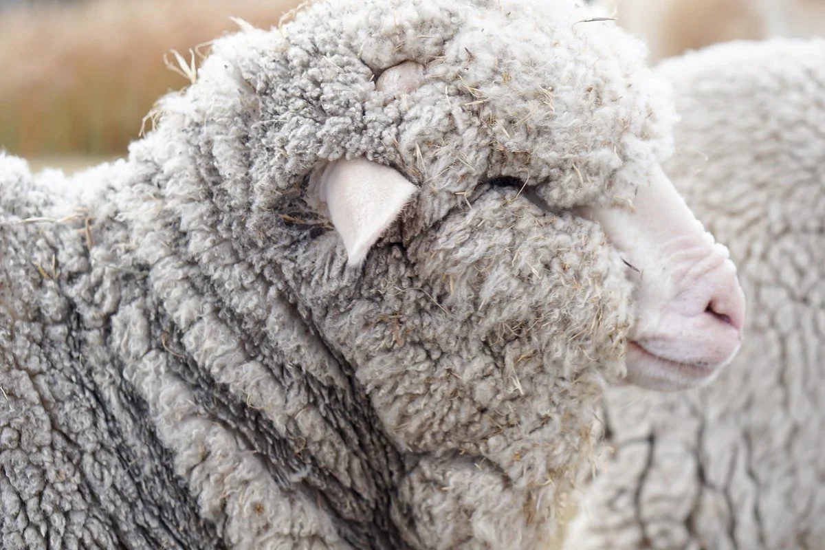 Lake Tekapo Farm Tours