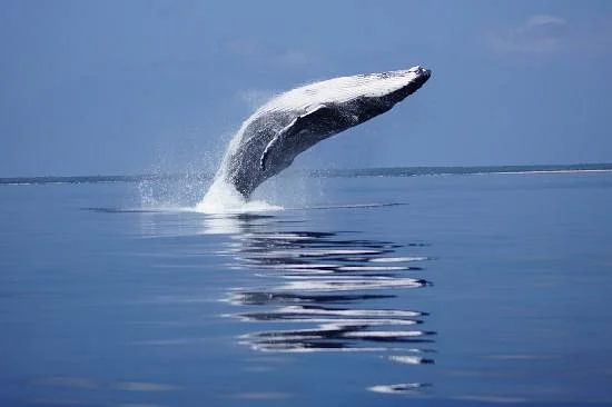 Ha'apai Whale and Sail Ltd