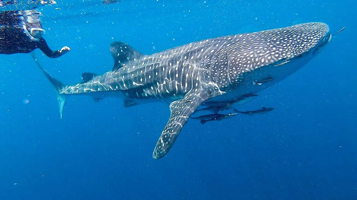 Cenderawasih Bay National Park