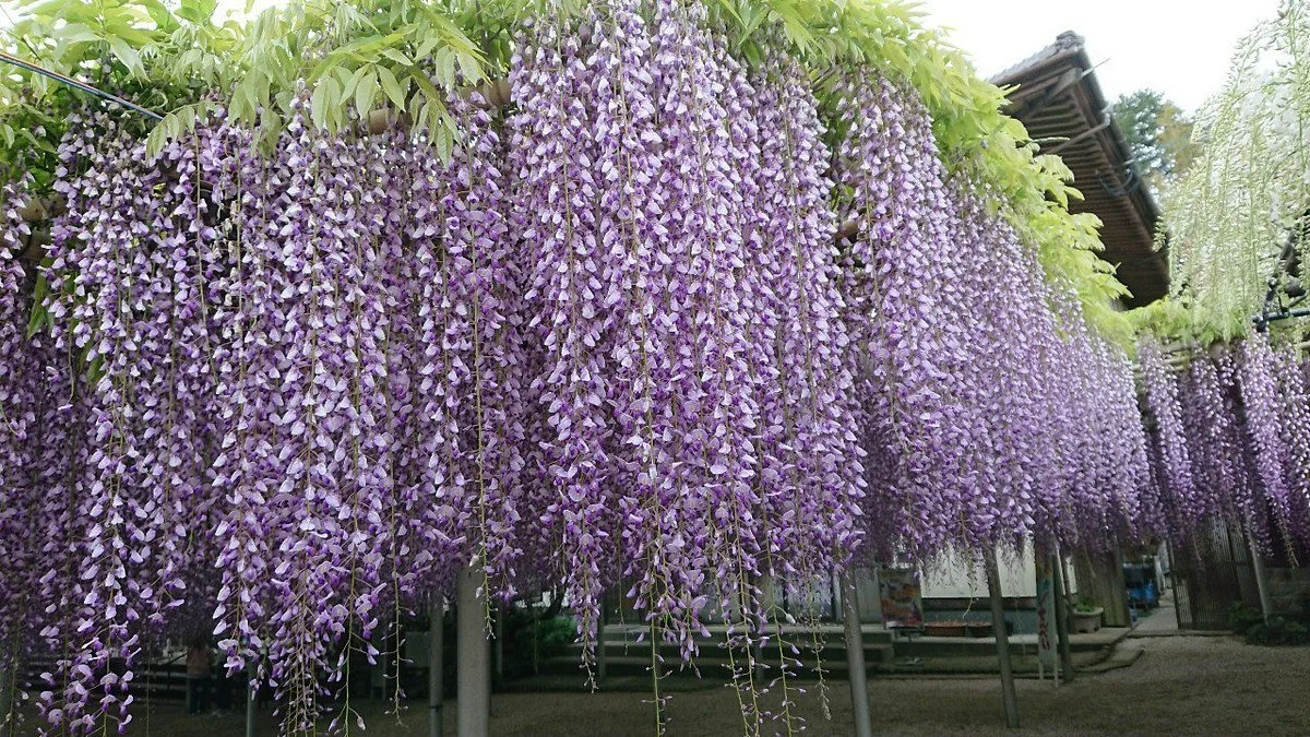 Kisshoji Temple