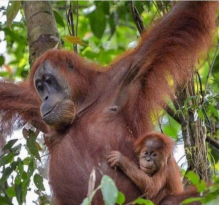 Bukit Lawang Jungle