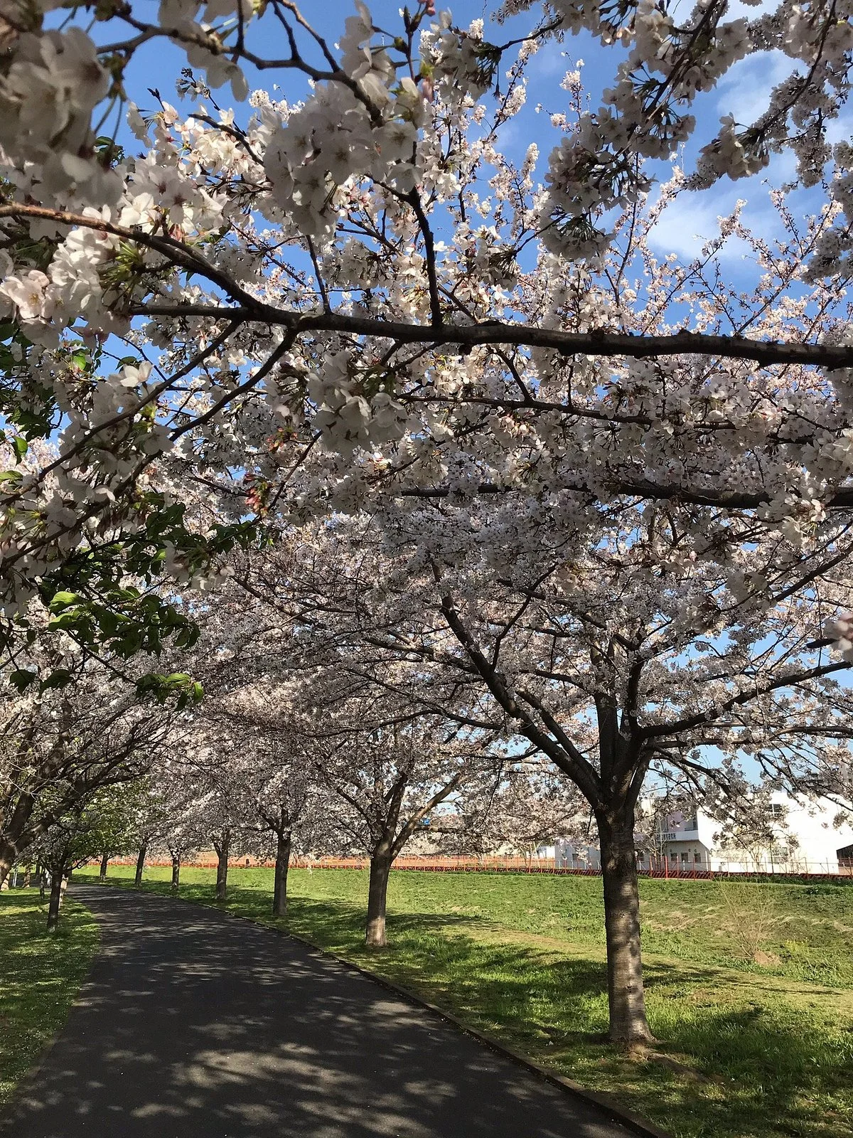Ohorikawabosai Recreation Park