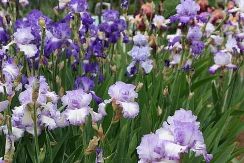 Noda Rainbow Flower no Sato