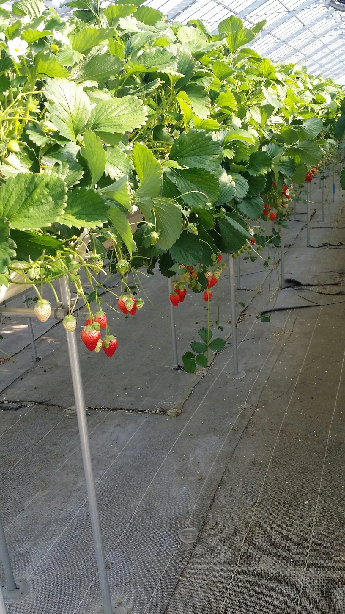 Yamamoto Strawberry Farm