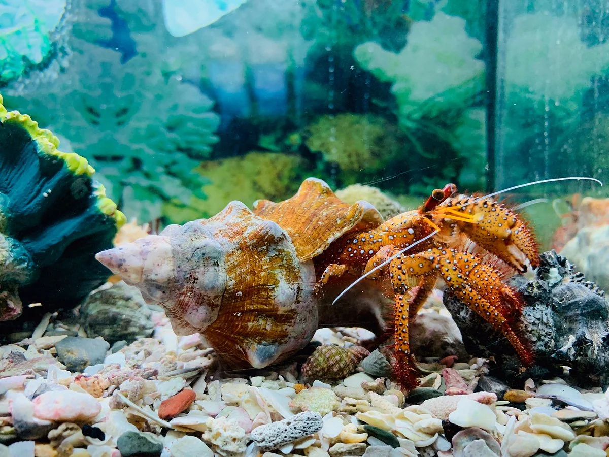 Phuket Aquarium