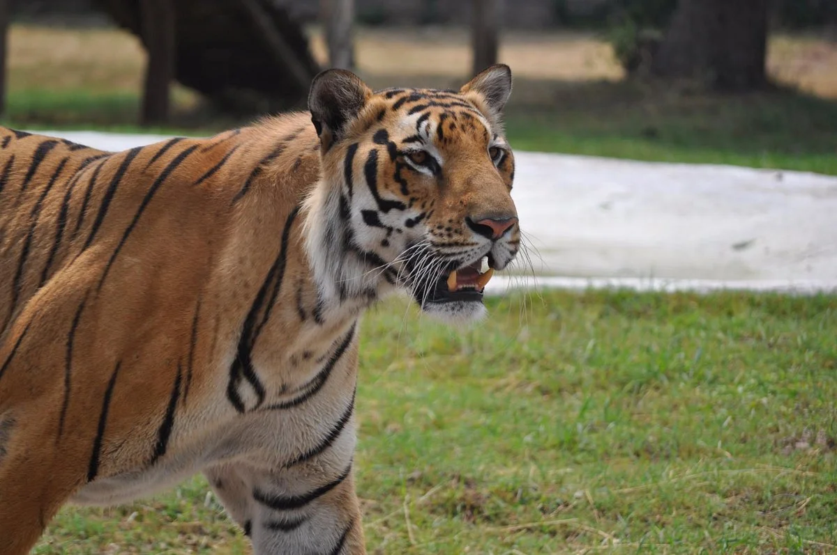 ChhattBir Zoo