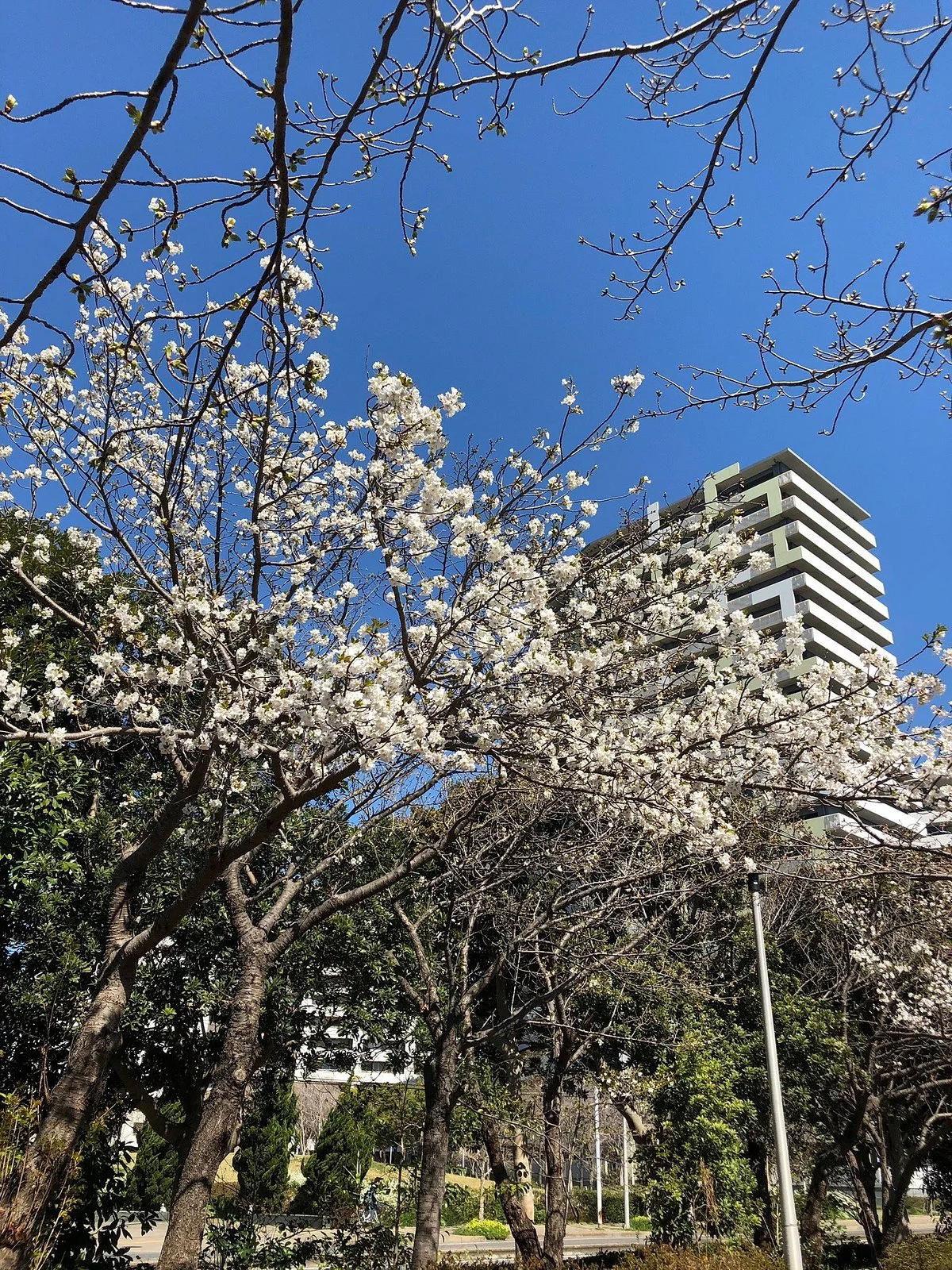 Hanamigawa Green Traffic Park