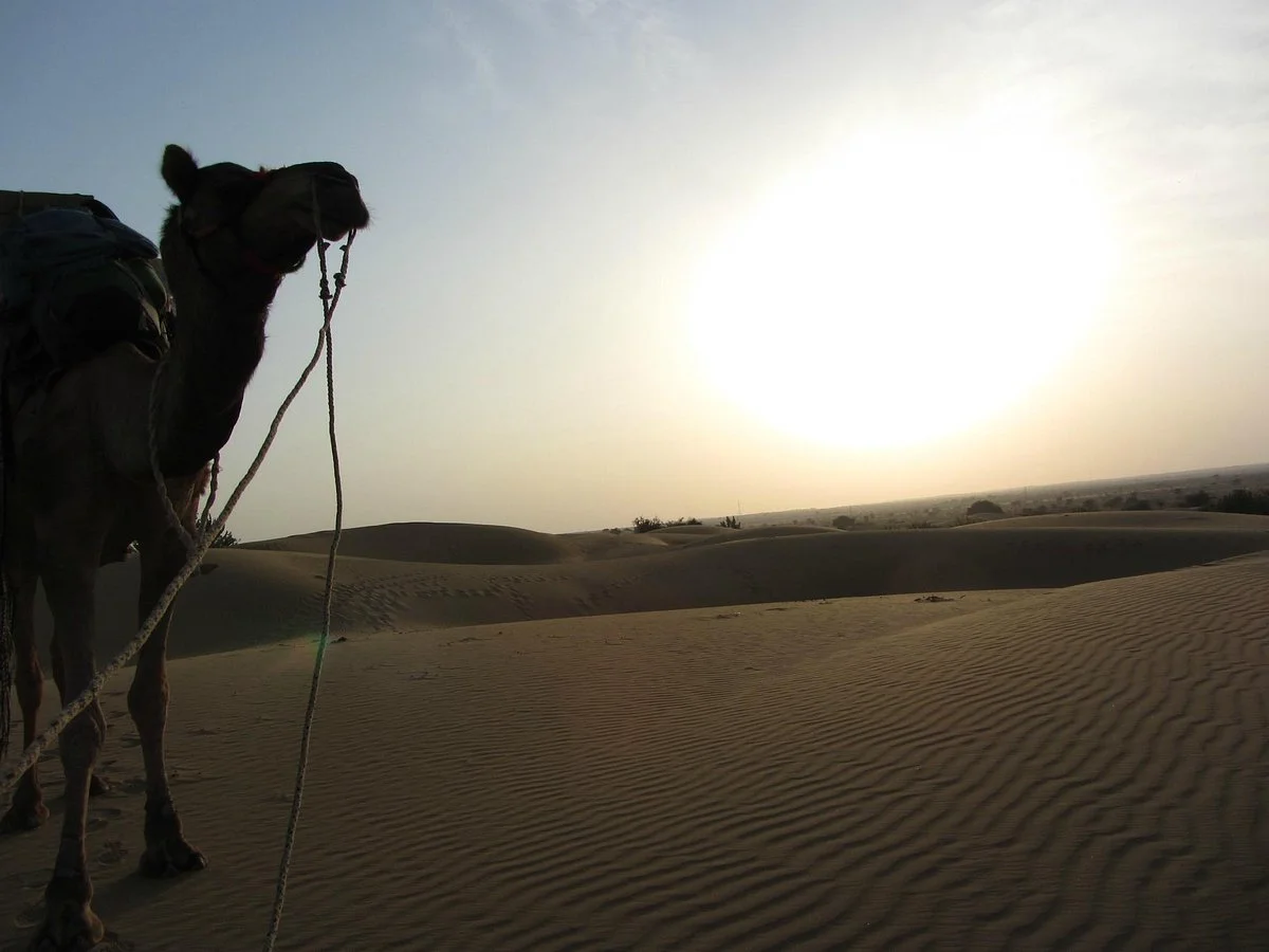 Adventure Travel Agency Camel Safari - Day Tours