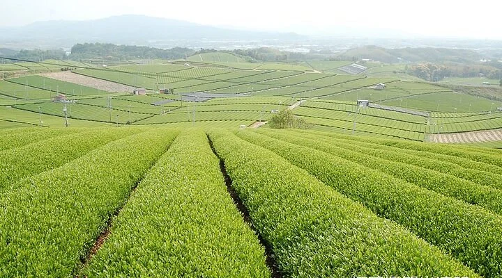 Furusato Warabe Kan