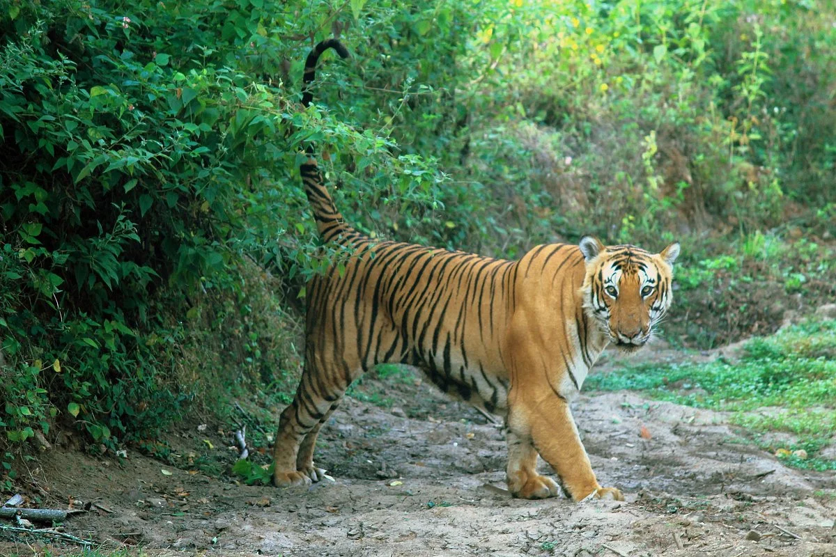 Bandipur National Park and Tiger Reserve